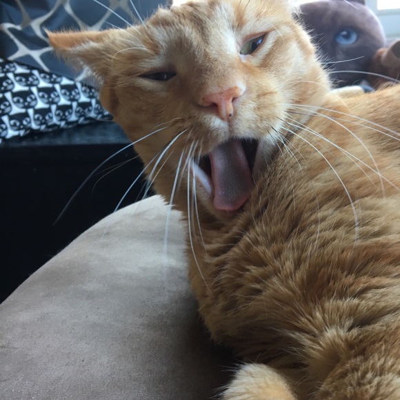 Meet your Posher, Lepetit - Picture 8 of 14